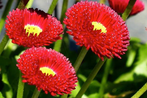 Couleurs fascinantes